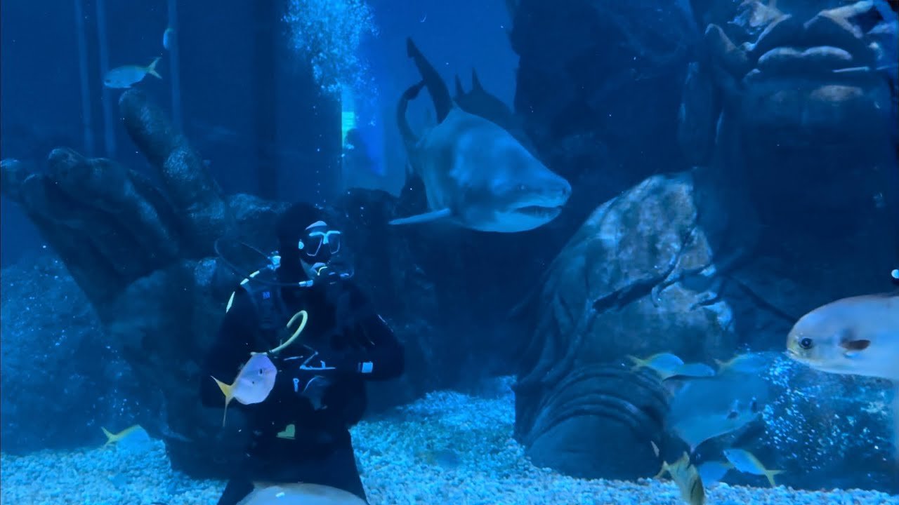 Oyotta 🤿Shark Dive🐠🔫เทศกาลสงกรานต์💦 #sealifebangkokoceanworld #songkranfestival #siamparagon @oyotta
